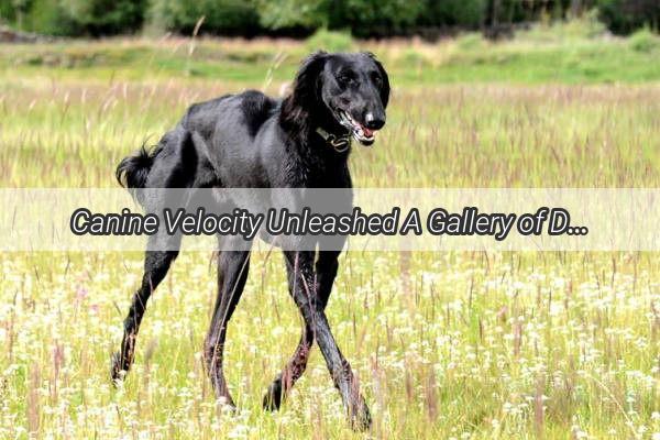 Canine Velocity Unleashed A Gallery of Dogs in Full Sprint